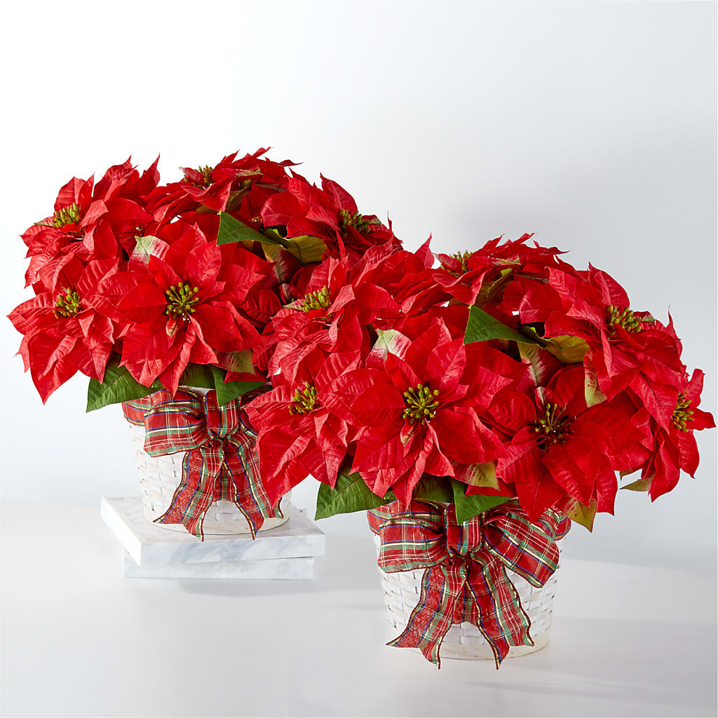 Happiest Holidays Poinsettia Bundle – SMITH FLORAL & GREENHOUSES, Lansing MI