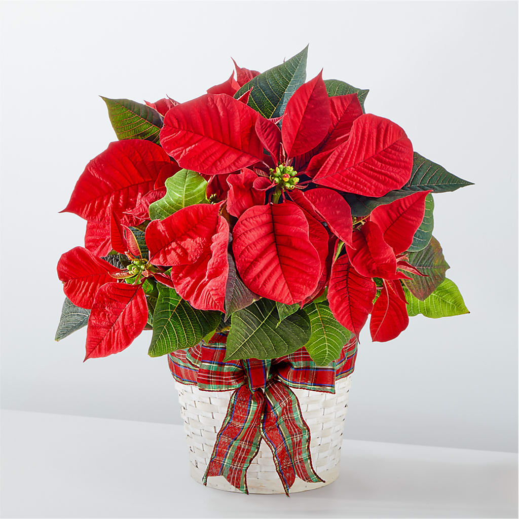 Happiest Holidays Poinsettia – SMITH FLORAL & GREENHOUSES, Lansing MI