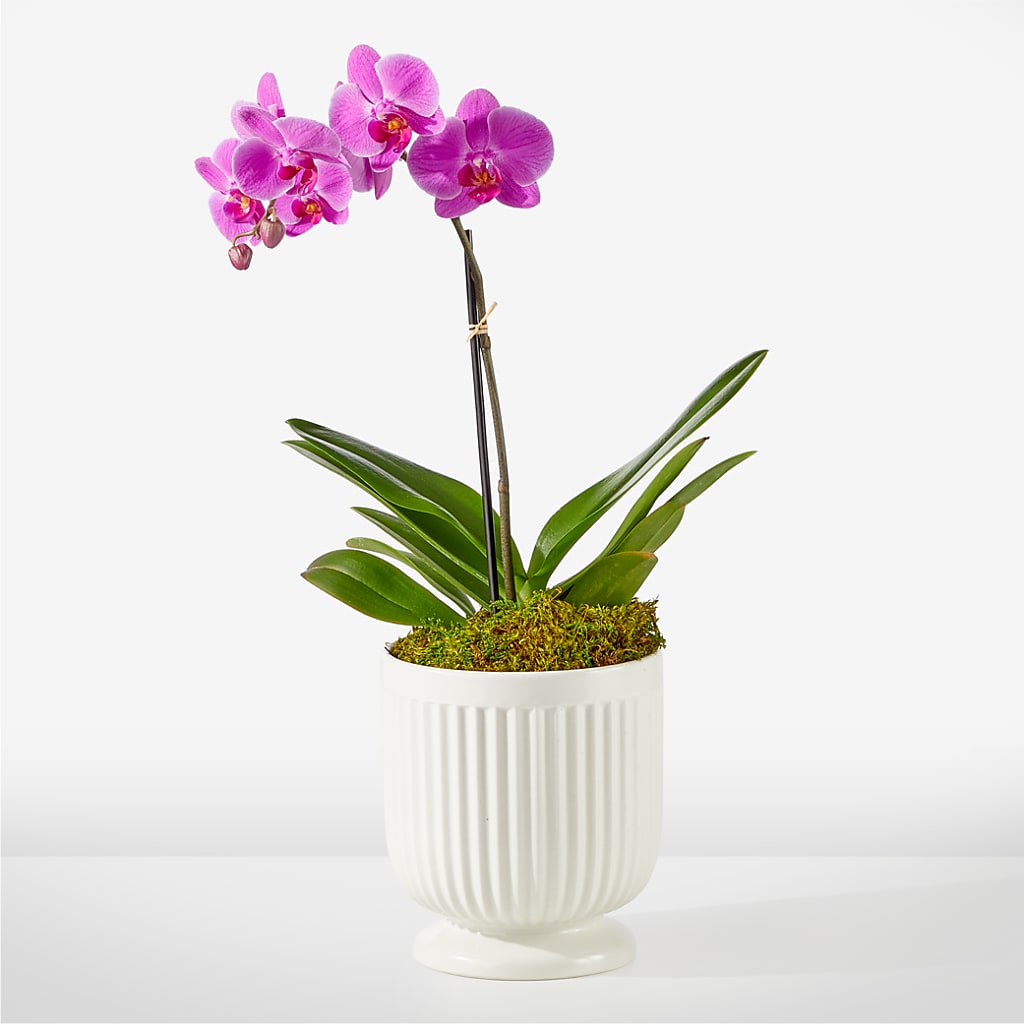 Friendly Fuchsia Orchid – SMITH FLORAL & GREENHOUSES, Lansing MI