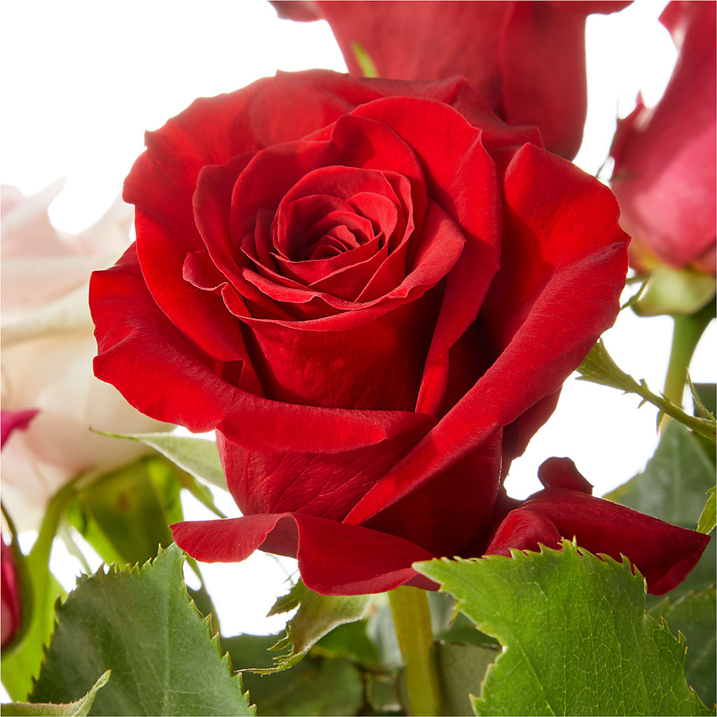 Love Notes Rose Bouquet – SMITH FLORAL & GREENHOUSES, Lansing MI