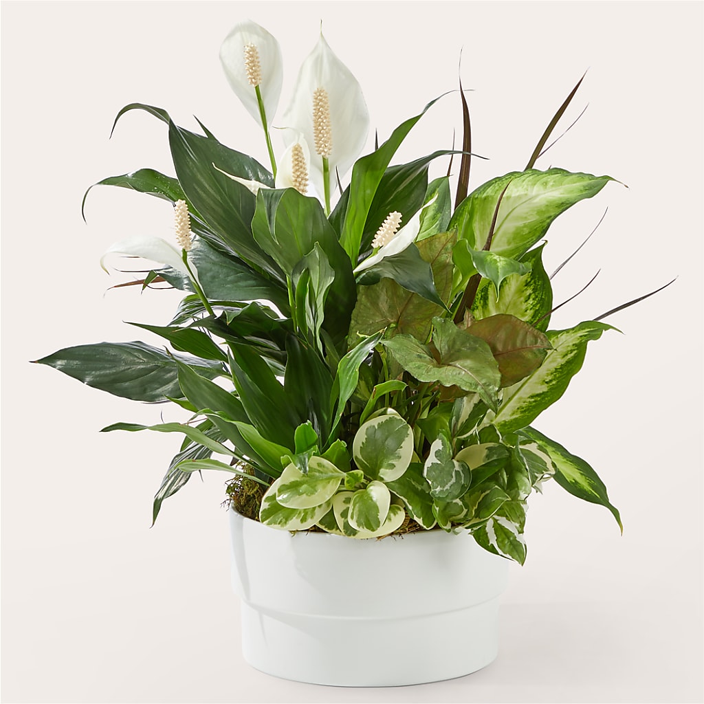 Radiating Positivity Dishgarden – SMITH FLORAL & GREENHOUSES, Lansing MI